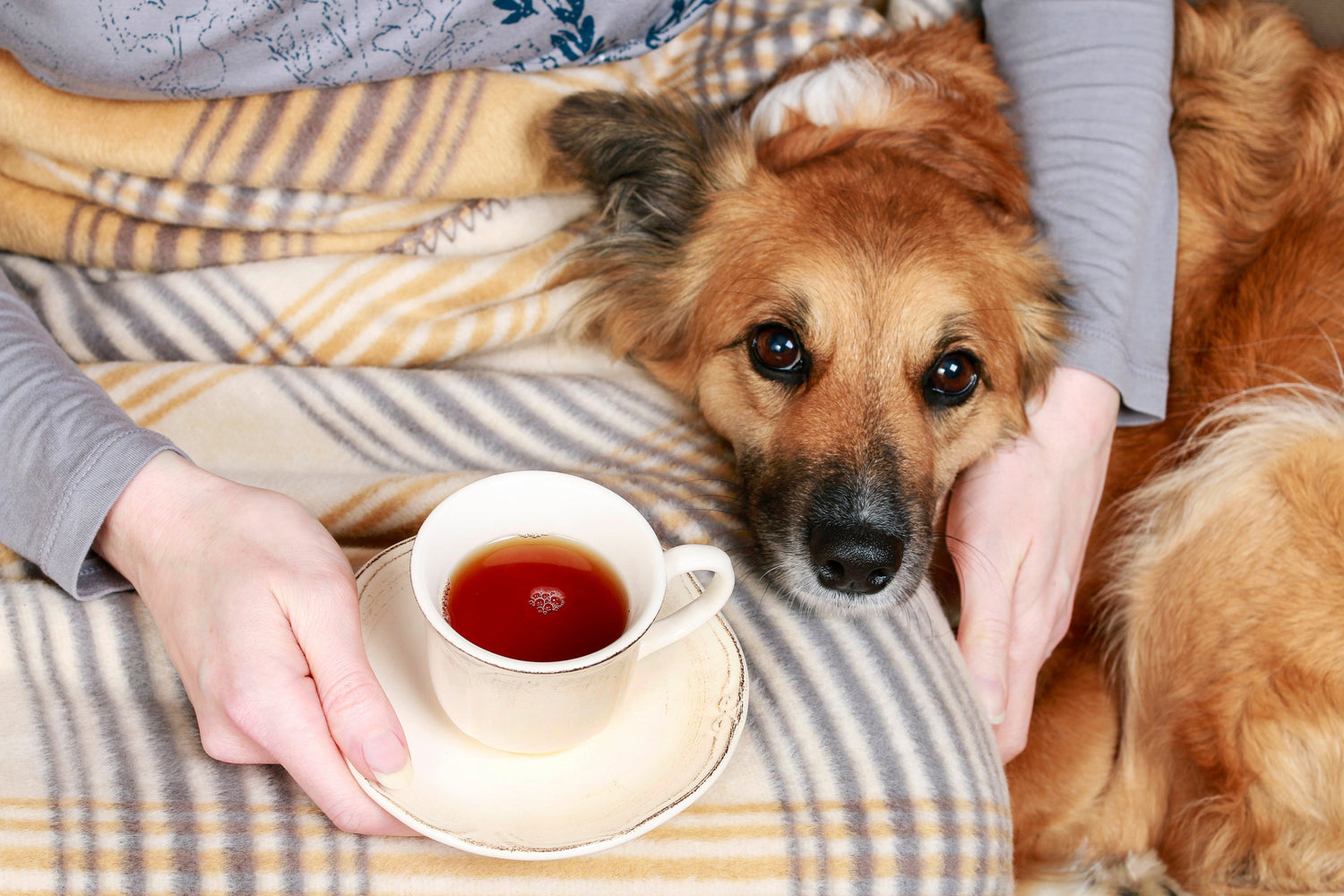Tea